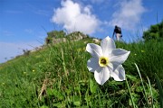 Spettacolo di narcisi e di amici sul Linzone (1392 m) il 12 maggio 2018 - FOTOGALLERY